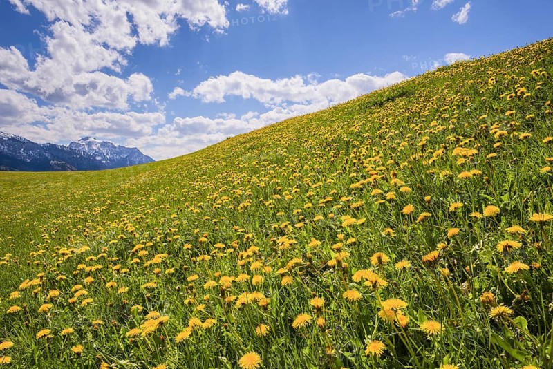 Flowering dandelion meadow (Taraxacum), natural landscape near Füssen, Ostallgäu, Bavaria, Germany