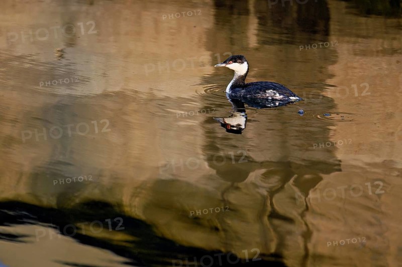 Slavonian grebe (Podiceps auritus), adult, in a white plumage, winter plumage, swimming in Lake Zug, Switzerland