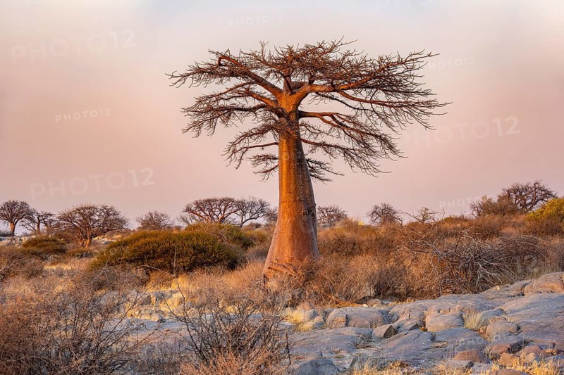 African baobab or baobab tree (Adansonia digitata), at sunrise, Kubu Island (Lekubu), Sowa Pan, Makgadikgadi salt pans, Botswana