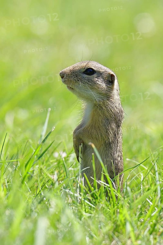 European ground squirrel (Spermophilus citellus) standing upright in a meadow, Burgenland Austria