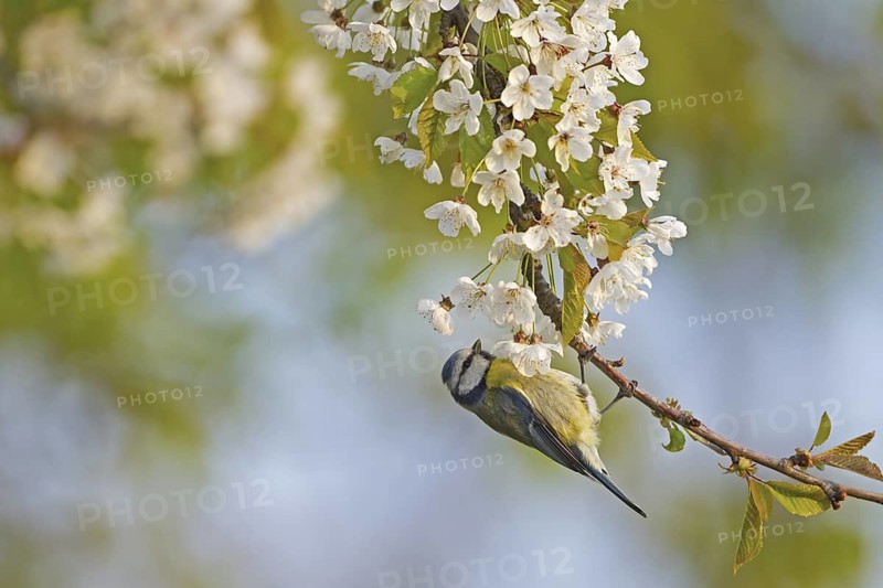 Eurasian Blue Tit (Cyanistes caeruleus), Rhineland-Palatinate, Germany