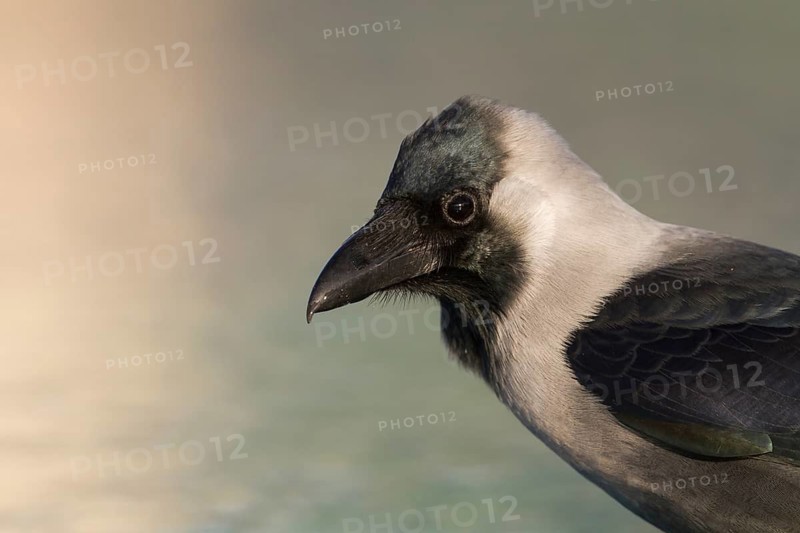 House Crow - Glanzkrähe - Corvus splendens, Oman