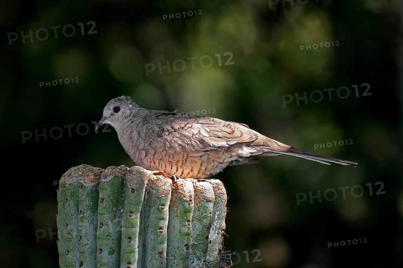 Inca dove (Columbina Inca), adult, on cactus, Sonora Desert, Arizona, North America, USA