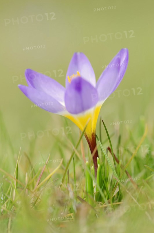 Sieber crocus or Greek dwarf crocus (Crocus sieberi), North Rhine-Westphalia, Germany