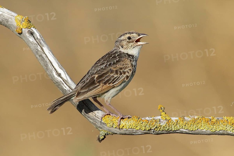 Horsfield's Bush Lark (Mirafra javanica) singing from branch, Victoria, Australia