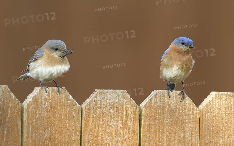 Eastern Bluebird (Sialia sialis), Texas, USA