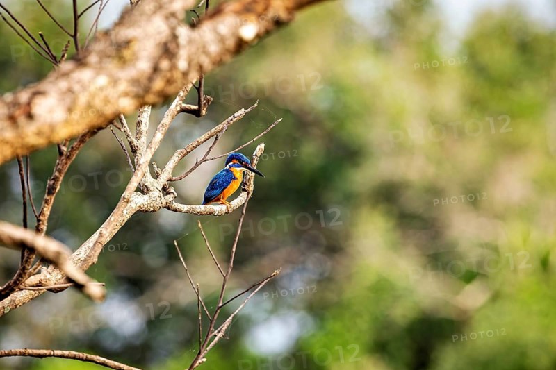 A colourful bird sits still on a branch with a blurred green background, kingfisher at Sigiriya in Sri Lanka (Alcedo atthis)
