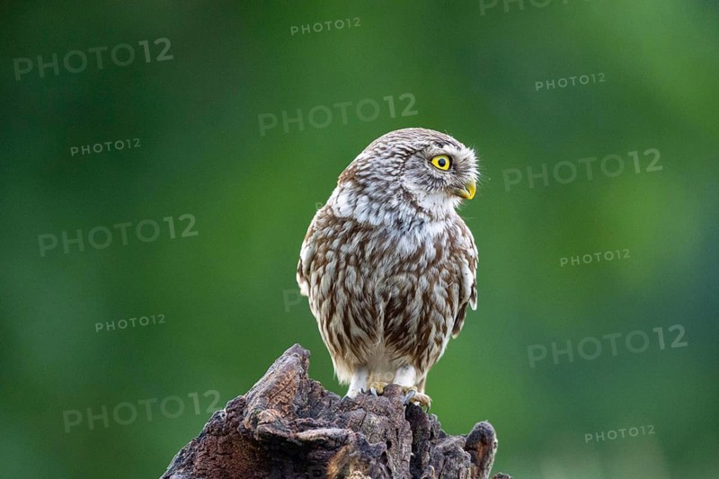Little Owl (Athene noctua) Hungary