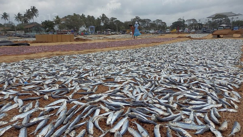 Countless fish, sardines (sardina pilchardus) lying to dry under a cloudy sky, Sri Lanka