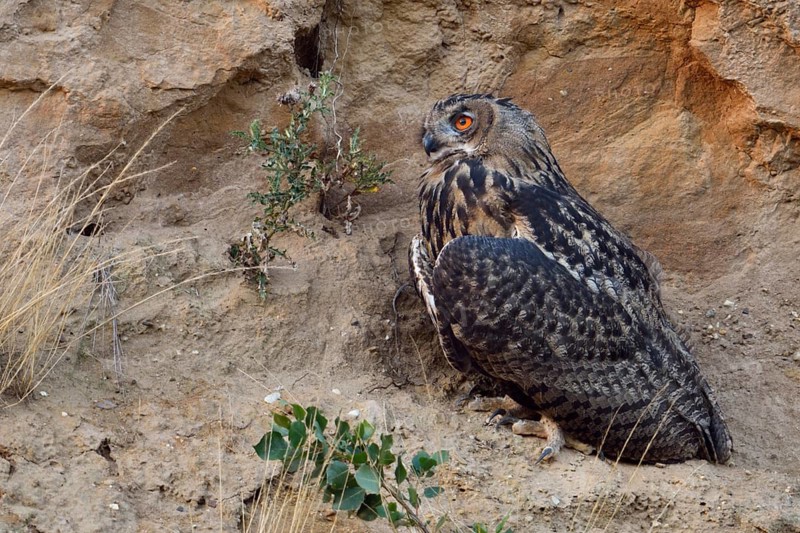 Eurasian Eagle-Owl (Bubo bubo) perched on the ground, North Rhine-Westphalia, Germany