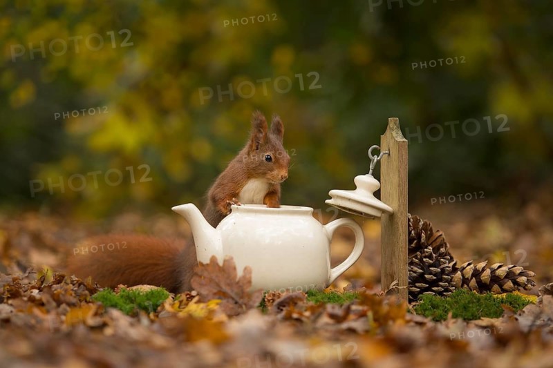 Eurasian Red Squirrel (Sciurus vulgaris) inspecting an old teapot, Netherlands