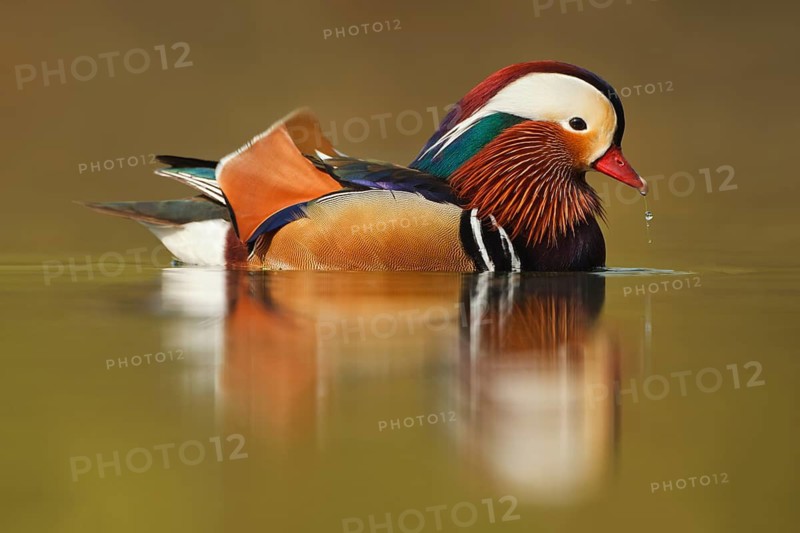 Mandarinente, Aix galericulata Mandarin Duck, Aix galericulata