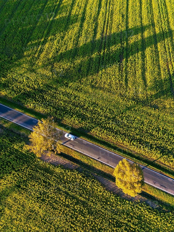 Aerial view, drone photo: A white car drives between two birch trees with autumn leaves on a country road between sunflower fields between Rabenstein and Wiesenburg, Fläming, Brandenburg, Germany