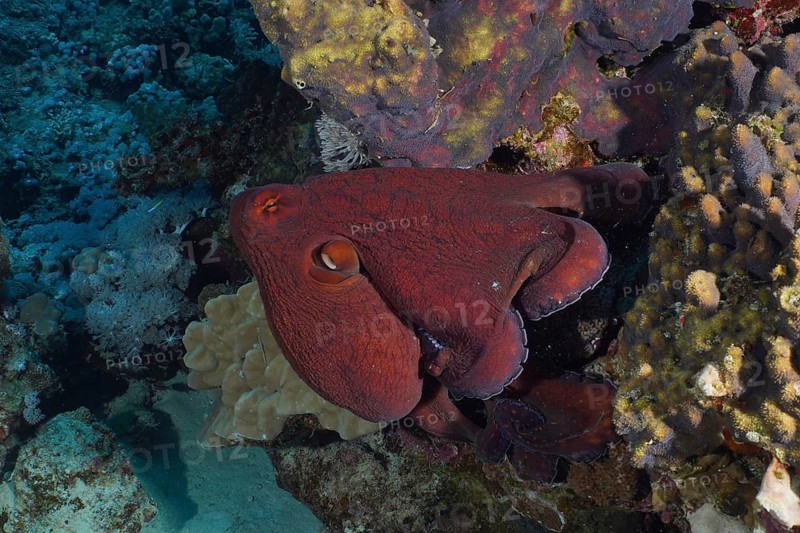 Big blue octopus (Octopus cyaneus Octopus cyanea)