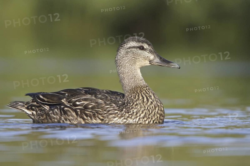 American Black Duck (Anas rubripes), Newfoundland, Canada