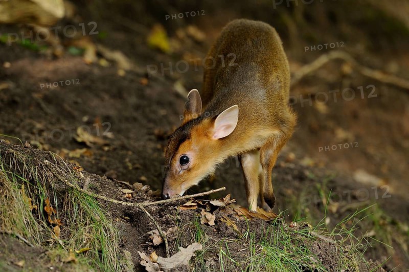 A young muntjac searches curiously for food in the grass on a forest floor, Chinese muntjac (Muntiacus reevesi), captive