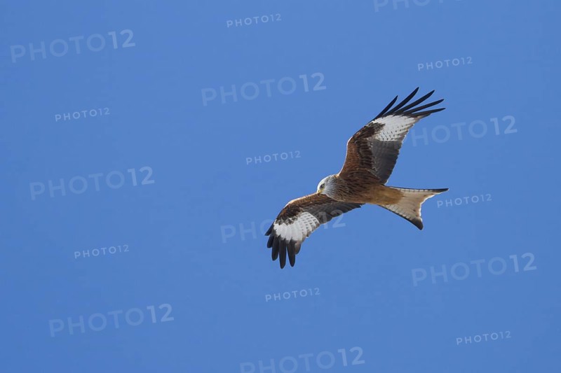 Red Kite (Milvus milvus) flying, Baden-Wuerttemberg, Germany