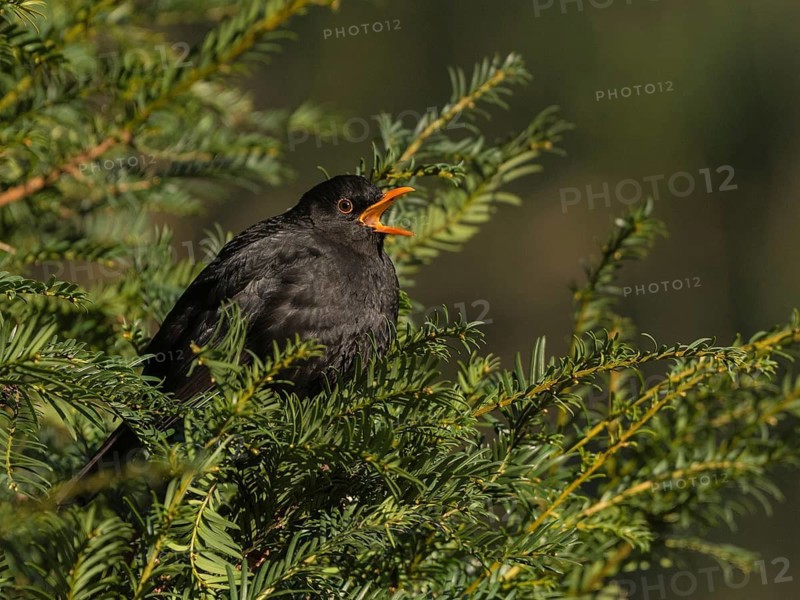 Common Blackbird (Turdus merula) male singing, Hamburg, Germany