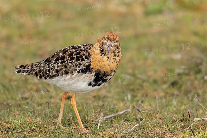 Ruff (Calidris pugnax) male, Oeland, Sweden
