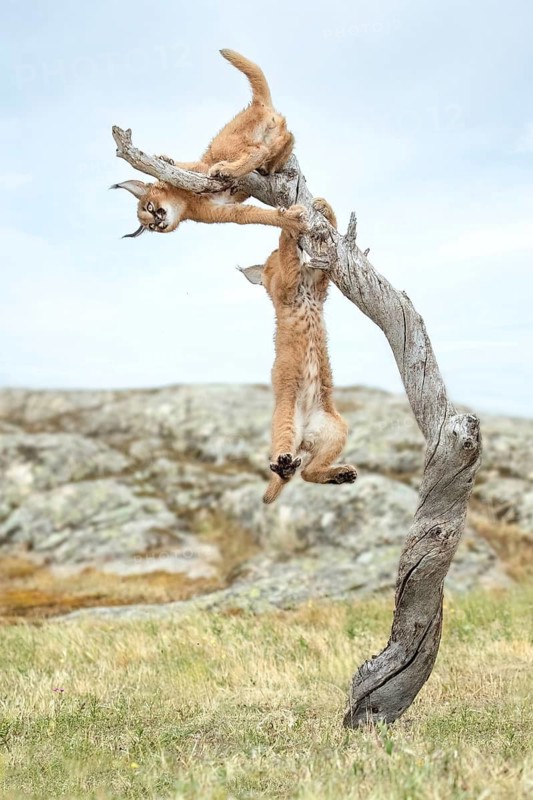 Caracal (Caracal caracal) two cubs climbing and playing on tree trunk, Castile-La Mancha, Spain