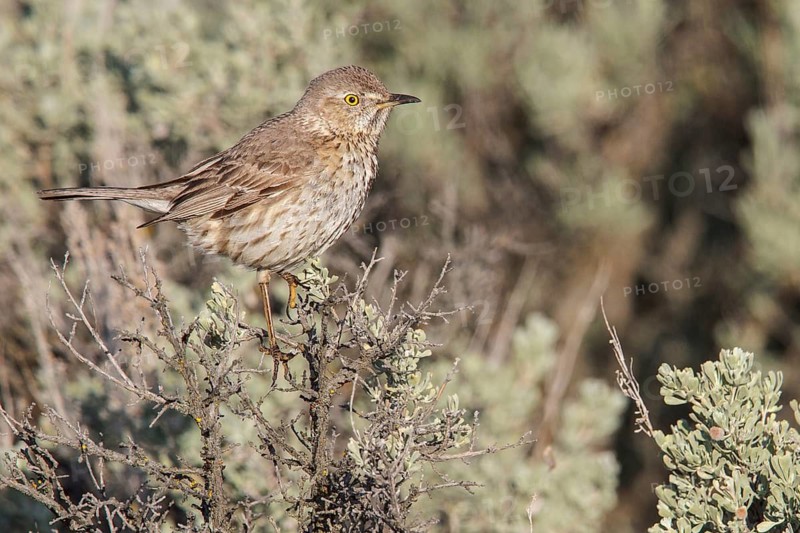 Sage Thrasher (Oreoscoptes montanus) perched on a branch in central Washington State, USA