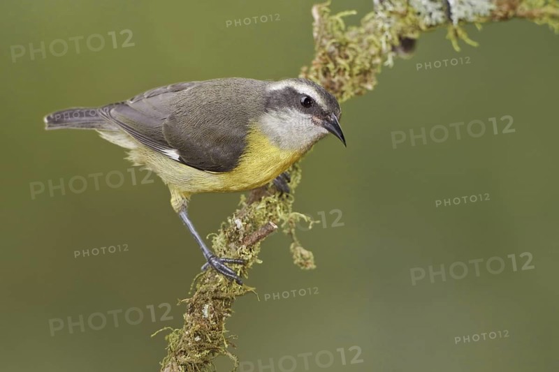 Bananaquit (Coereba flaveola), Ecuador
