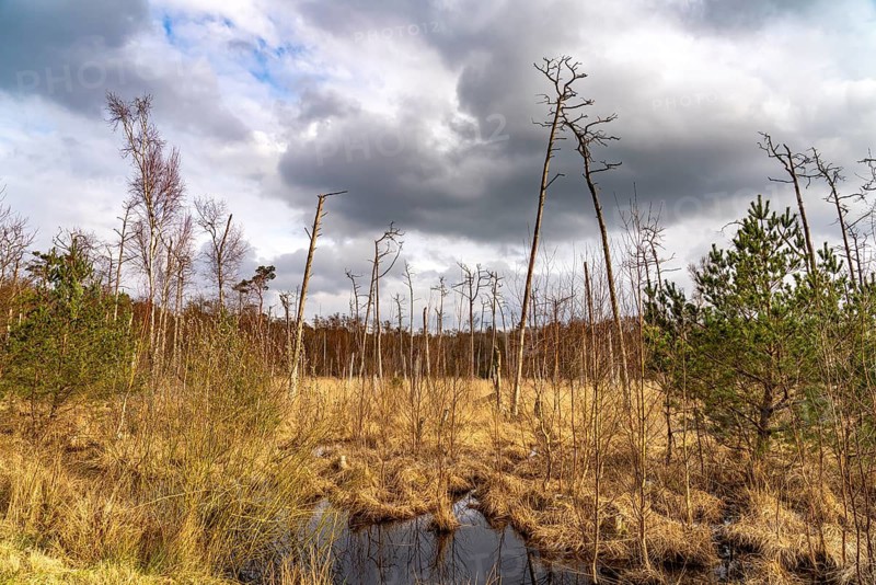 Ribnitzer Großes Moor nature reserve near Graal-Müritz, Mecklenburg-Western Pomerania, Germany