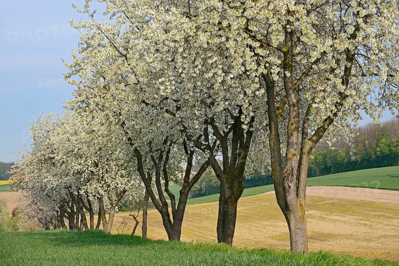 Row of trees, fruit trees, cherry (Prunus) in bloom, blue sky, North Rhine-Westphalia, Germany
