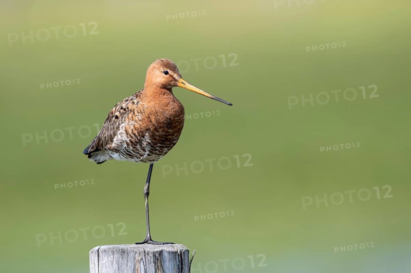 Black-tailed godwit (Limosa limosa), Ochsenmoor, Dümmer, Lemförde, Lower Saxony, Germany