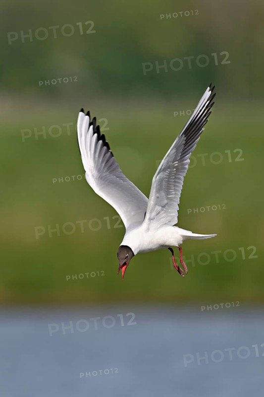 Black-headed Black-headed Gull (Larus ridibundus), in a dive, Texel, West Frisian Islands, province of North Holland, Netherlands
