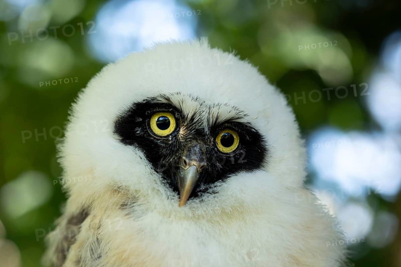 Spectacled Owl (Pulsatrix perspicillata) captive, juvenile, Germany