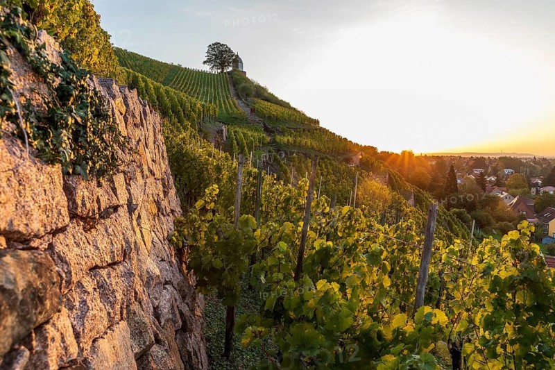 Sunrise in the vineyards around Wackerbarth Castle, Jacobstein can be seen above, Radebeul, Saxony, Germany