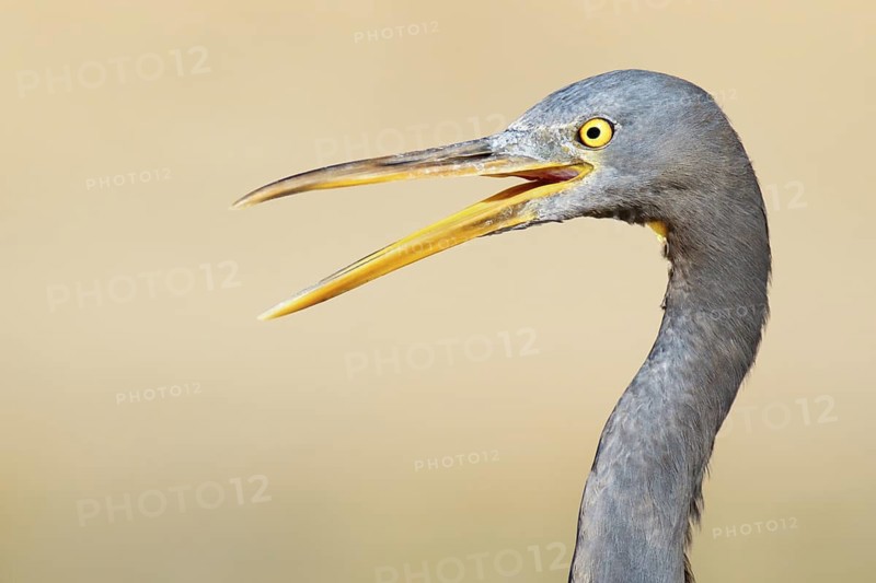 Pacific Reef Heron (Egretta sacra), Queensland, Australia