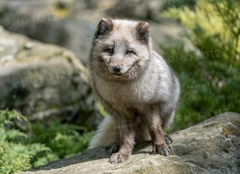 Arctic fox (Vulpes lagopus) or ice fox standing on a rock, Germany