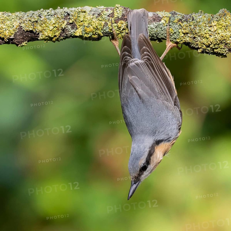 Eurasian Nuthatch (Sitta europaea), Lower Saxony, Germany