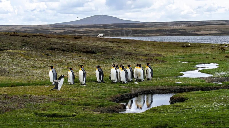 King penguins (Aptenodytes patagonicus), group on grassland with stream, in the foreground a gentoo penguin (Pygoscelis papua), in the background sheep and hilly landscape, Volunteer Point, East Falkland, Falkland Islands