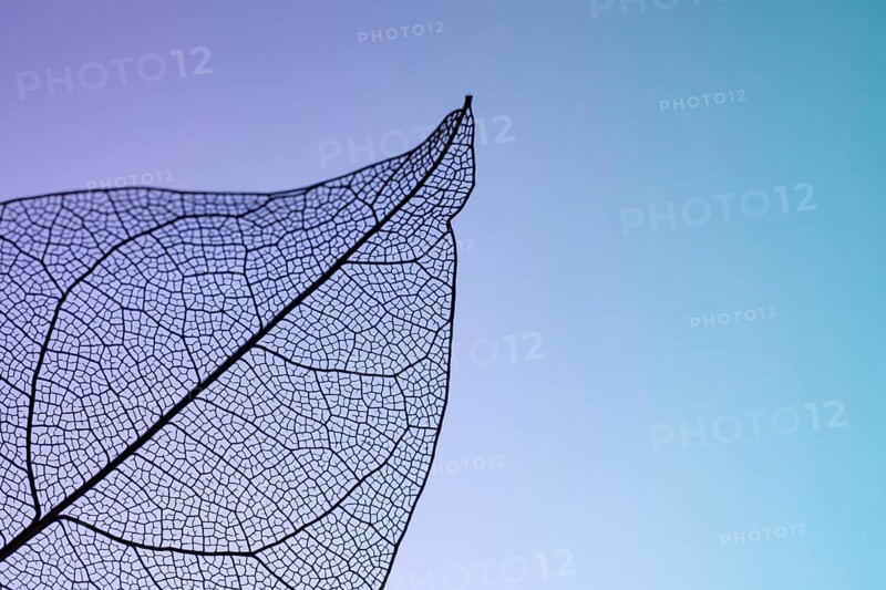A close-up image of a leaf skeleton showing intricate vein patterns against a gradient background, capturing the delicate and transparent beauty of natural textures