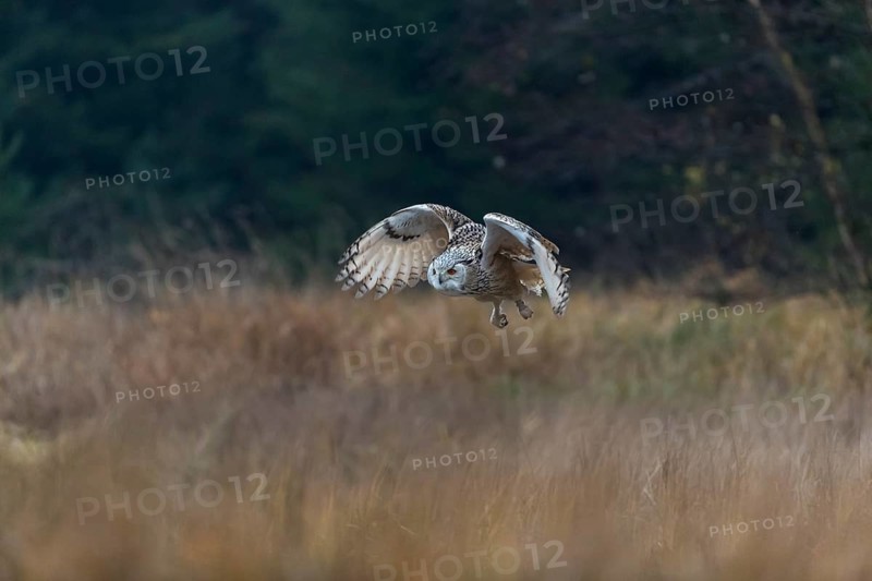 One Siberian Eagle Owl (Bubo bubo sibiricus) flying over tall reed grass lakeshore on an autumnal misty cold morning