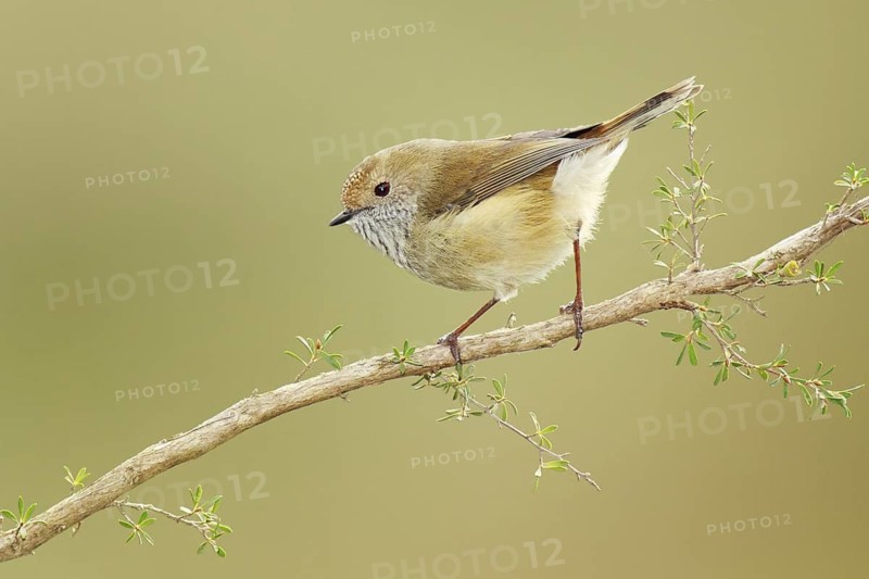 Brown Thornbill (Acanthiza pusilla), Victoria, Australia