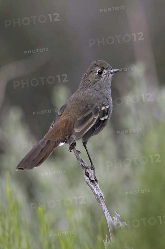 Southern Scrub Robin (Drymodes brunneopygia), South Australia, Australia
