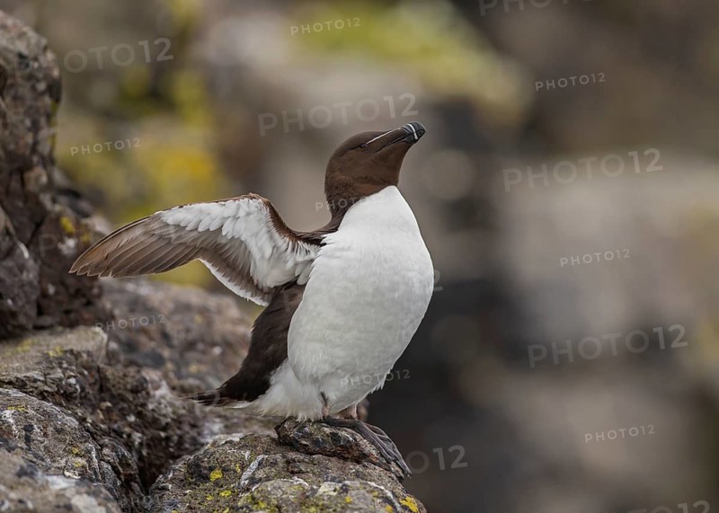 Razorbill (Alca torda islandica) flapping wings, Scotland, United Kingdom