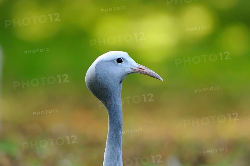 Head of a Common crane against a blurred green background, Paradise Crane (Anthropoides paradisea), captive