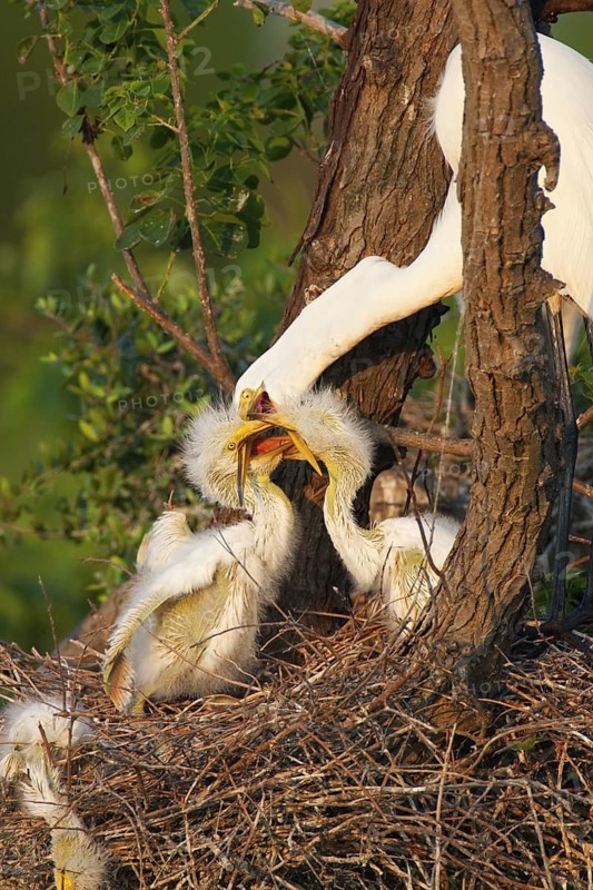 Great Egret (Ardea alba), Texas, USA
