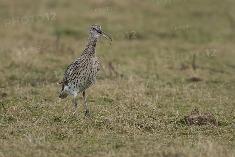 Eurasian curlew (Numenius arquata) adult wading bird calling on grassland, England, United Kingdom