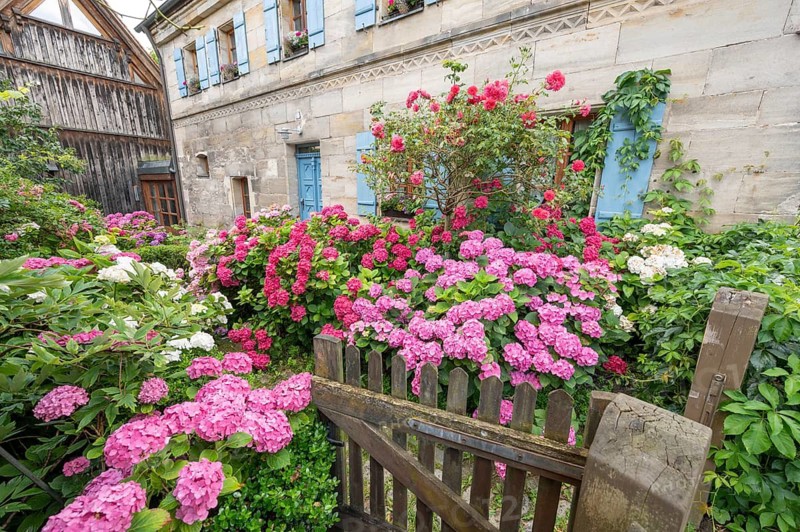 Hydrangea in bloom in the front garden of an old Franconian farmhouse, Ödenberg, Middle Franconia, Bavaria, Germany