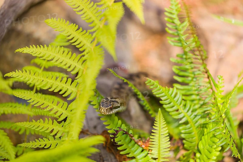 One Vipera berus, the common European adder or common European viper, creeps over rocks and hides in fern