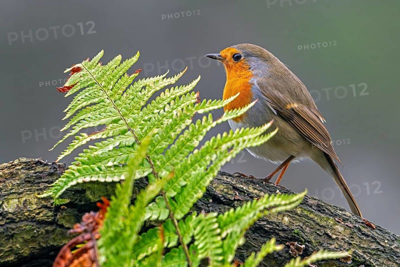 European robin (Erithacus rubecula) perched on tree stump looking for insects and other invertebrates in forest in winter