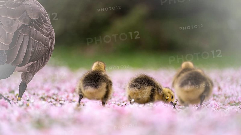 Canada goose chicks (Branta canadensis) three from behind, running through a meadow covered with pink cherry blossoms, daisies, left section of adult goose, background blurred green, Rombergpark, Dortmund, North Rhine-Westphalia, Germany