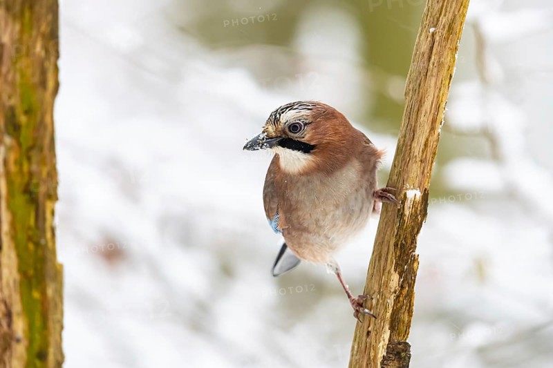 Eurasian jay (Garrulus glandarius) Germany
