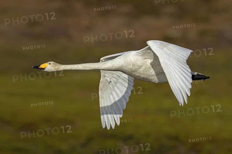 Whooper swan, (Cygnus cygnus), animals, birds, swans, duck family, flight photo, Varanger, Finnmark, Norway